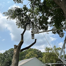 Weeping-Cherry-Tree-Removals-in-Chestertown-MD 3